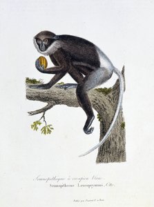Natural History Plate: Zoological board representing the White Rump Semnopithecus, Semnopithecus Leucoprymnus, Otto - in 