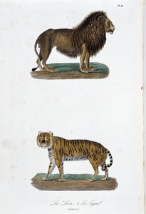 Natural History Plate: Zoological board representing the lion and the tiger - in 