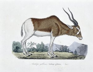 Natural History Plate: Zoological chart depicting Gibbous Antelope, Gibbosa Antelope, Savi - in 