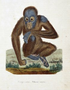 Natural History Plate: Zoological chart depicting the Orangutan, Pithecus satyrus - in 