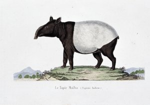 Natural History Plate: Zoological chart representing the Tapir Maiba (Tapirus Indicus) - in 