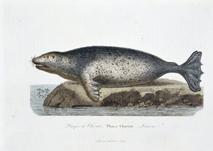 Natural history board: Zoological board depicting the seal of Choris, Phoca Chorisii, Lesson - in Works of Buffon by naturalist Georges Louis Leclerc, Count of Buffon