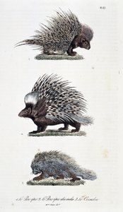 Natural history board: Zoological board representing 1. The epic Pork, 2. The epic pork of India and 3. Le Coendou - in 