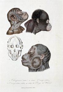 Natural history board: Zoological board representing 1. Young chimpanzee; 2. young Orangutan; 3. Adult Orangutan; 4. Skull of Pongo de Wurmb - in 