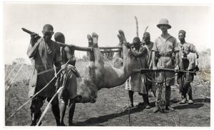 Lion at Bahr el Ghazal, Am Dafok, 1925 by Georges Marie Haardt