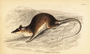 Brown Four-Eyed Opossum, Metachirus Nudicaudatus (engraving) by Georges Robert Waterhouse