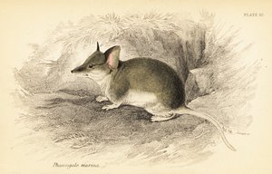 Common Dunnart, Sminthopsis Murina (engraving)