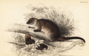 Common ringtail possum, Pseudocheirus peregrinus (1841) by Georges Robert Waterhouse