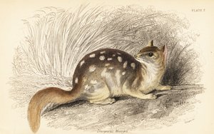 Eastern Quoll, Dasyurus viverrinus. Endangered by Georges Robert Waterhouse