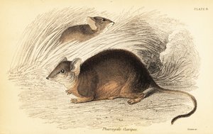Mardo or yellow-footed antechinus, Antechinus flavipes, 1841 by Georges Robert Waterhouse