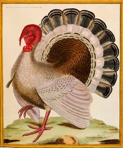 A Turkey, from 