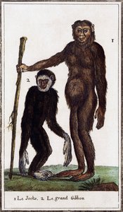Jocko, chimpanzee or gibbon (illustration from Histoire naturelle by Georges-Louis Leclerc)