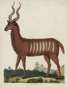 The Striped Antelope
