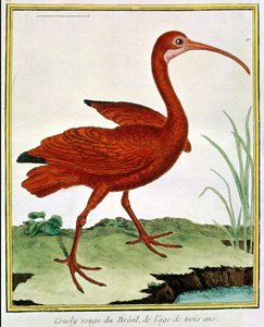 Unknown Image