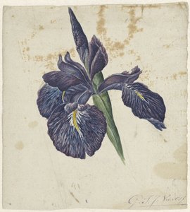 Iris