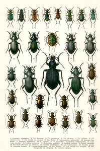 Antique Print of Varieties of European Beetles by Georgiy Jacobson