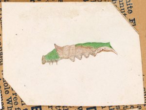 Oak Leaf Edge Caterpillar by Gerald H. Thayer