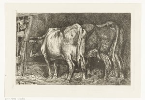 Two Cows at a Feeding Trough