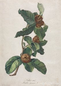 Cultivated Medlar by Gerard van Spaendonck