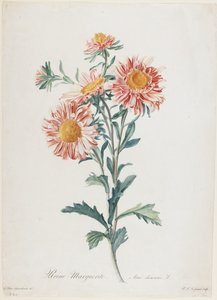 Reine-Marguerite, from Fleurs Dessinees d