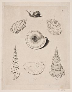 Board with Snails by Gerhard Ludvig Lahde