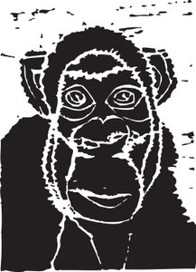 Chimpanzee