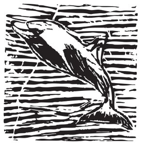 Dolphin