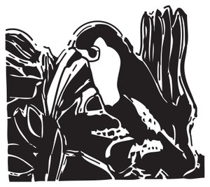 Toucan