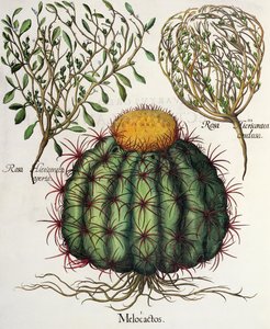 Melocactus and Roses, from the Hortus Eystettensis by Basil Besler, pub. 1613