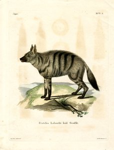 Aardwolf