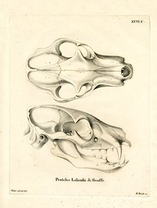 Aardwolf Skull