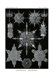 Acanthophracta