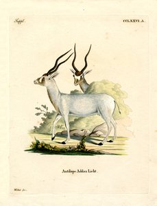 Addax Antelope by German School
