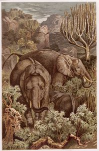 African Elephant, plate from Brehms Tierleben by German School