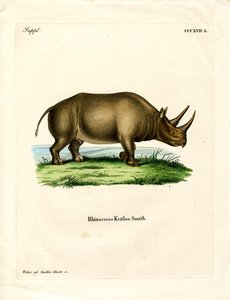 African Rhinoceros