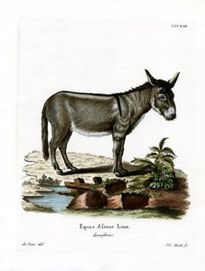 African Wild Ass