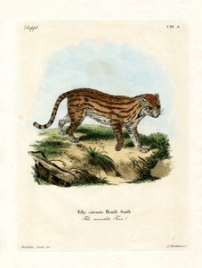 African Wild Cat