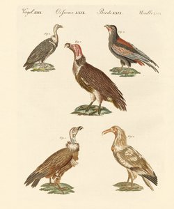 African and Asiatic Vultures