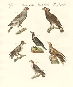 African birds
