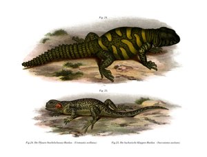 Agama by German School