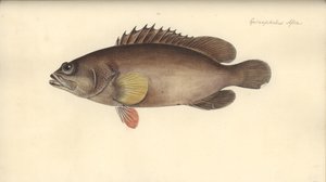 Alphestes Afer, before 1793 by German School