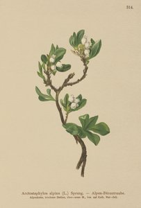 Alpine Bearberry by German School