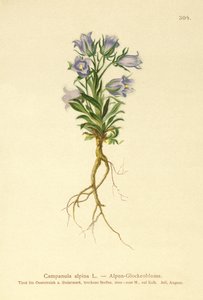Alpine Bellflower by German School