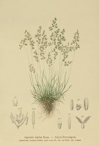 Alpine Bentgrass by German School