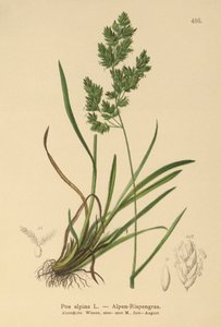 Alpine Bluegrass