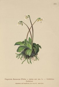 Alpine Butterwort by German School