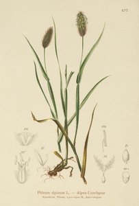 Alpine Cats-tail