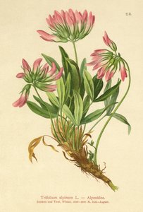 Alpine Clover