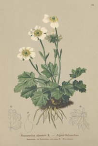 Alpine Crowfoot (Ranunculus alpestris)