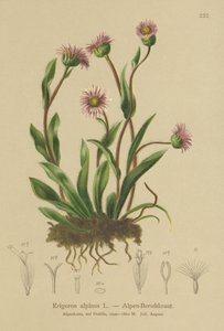 Alpine Erigeron